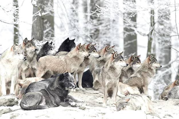 Третье обещанное РОДовое Вещее Послание к Дню Рождения Е.К.Чудиновских ВедРУСсы 26.01.2025г 7533 Лета